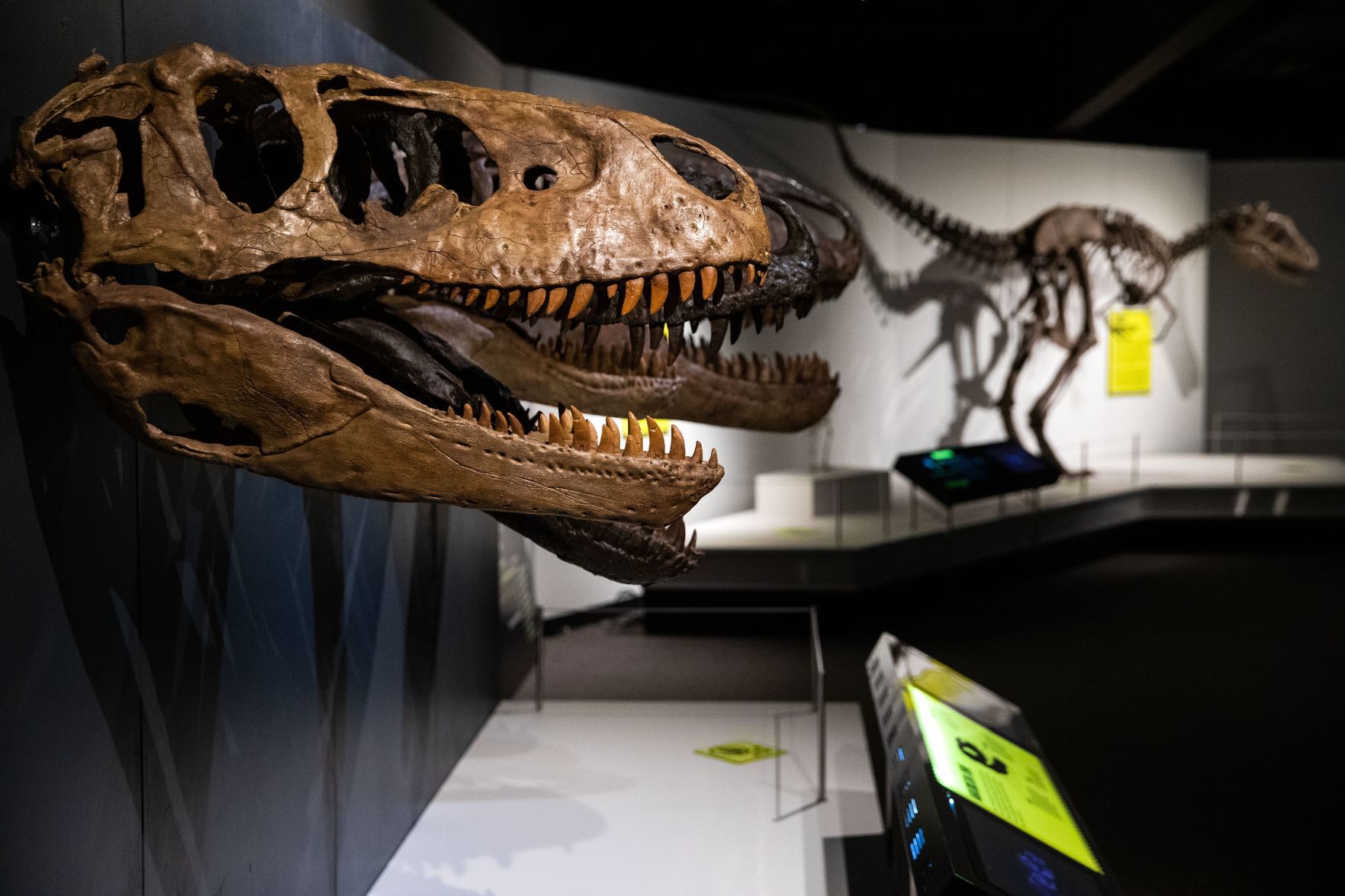 20190602_liv_trex_durhamBJS03